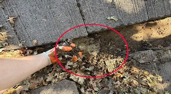Leaves and debris clogging a tile roof valley, circled in red